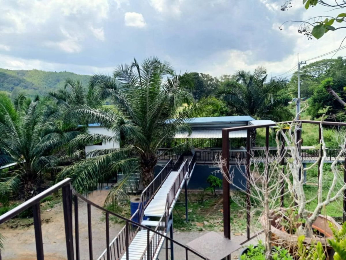 For SaleLandHuahin, Prachuap Khiri Khan, Pran Buri : Land for sale, coffee shop + palm plantation, Nong Plub Subdistrict, Hua Hin District, Prachuap Khiri Khan, on an area of ​​11-0-23 rai, suitable for trade, restaurants, resorts, coffee shops