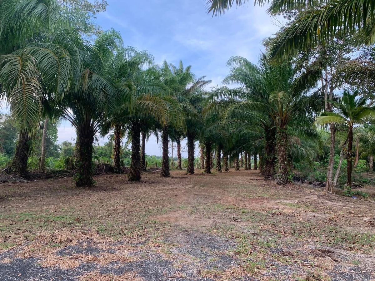 ขายที่ดินตรัง : ขายด่วน 🔥บ้าน+ที่ดินทำเลทองสวยๆ ไม่โดนแผ่นดินไหว✨เจ้าของที่ประกาศขายเองโดยตรง เหมาะกับสร้างรีสอร์ท พูลวิลล่า ร้านอาหาร และ คอนโด เมืองตรัง