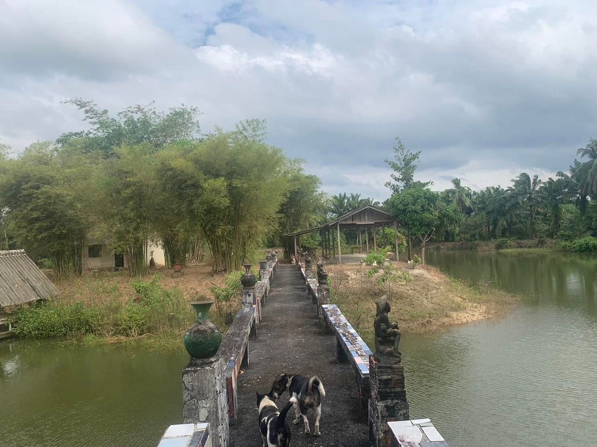 ขายที่ดินตรัง : ขายด่วน 🔥บ้าน+ที่ดินทำเลทองสวยๆ ไม่โดนแผ่นดินไหว✨เจ้าของที่ประกาศขายเองโดยตรง เหมาะกับสร้างรีสอร์ท พูลวิลล่า ร้านอาหาร และ คอนโด เมืองตรัง