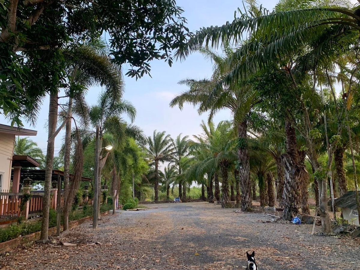 ขายที่ดินตรัง : ขายด่วน 🔥บ้าน+ที่ดินทำเลทองสวยๆ ไม่โดนแผ่นดินไหว✨เจ้าของที่ประกาศขายเองโดยตรง เหมาะกับสร้างรีสอร์ท พูลวิลล่า ร้านอาหาร และ คอนโด เมืองตรัง