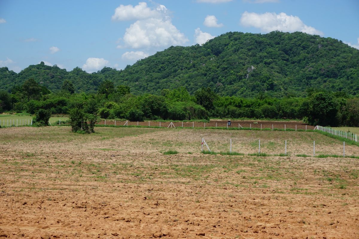ขายที่ดินสระบุรี : ขายที่ดิน 4 ไร่  ใกล้สถานปฏิบัติธรรมเจ้าคุณเฉลา อำเภอเฉลิมพระเกียรติ สระบุรี โทร.093-441-5691