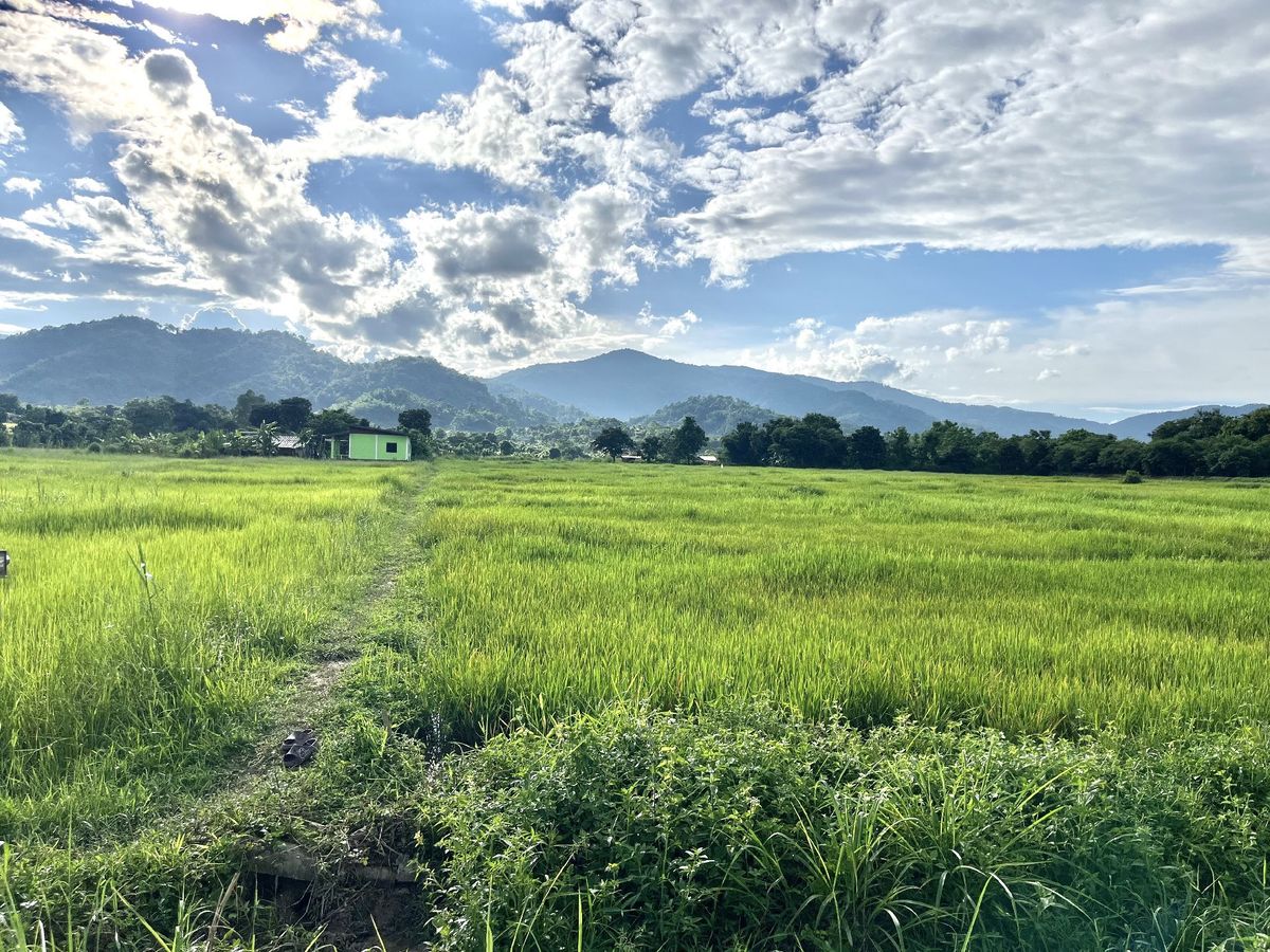 For SaleLandChiang Rai : Land for sale in Chiang Rai, good location, not flooding in the community area near Mae Fah Luang Medical Center Mae Fah Luang University