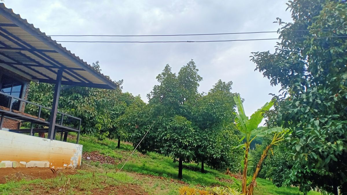 ขายที่ดินจันทบุรี : ขายสวนเกษตร ระบบน้ำทั่วแปลง 51 ไร่ อ.ขลุง