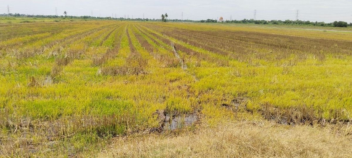 ขายที่ดินมีนบุรี-ร่มเกล้า : 📢👇ที่สวย สี่เหลี่ยมผืนผ้าอากาศดี ไม่ไกลจากกรุงเทพ หน้ากว้างติดถนน ประมาณ 100 เมตร ยาว 1000 เมตร ลักษณะที่ดิน แนวตรงทุกด้าน โฉนดใบเดียว พื้นที่สีเขียว สร้างหมู่บ้าน Wellness center  25 นาที จากสนามบินสุวรรณภูมิ