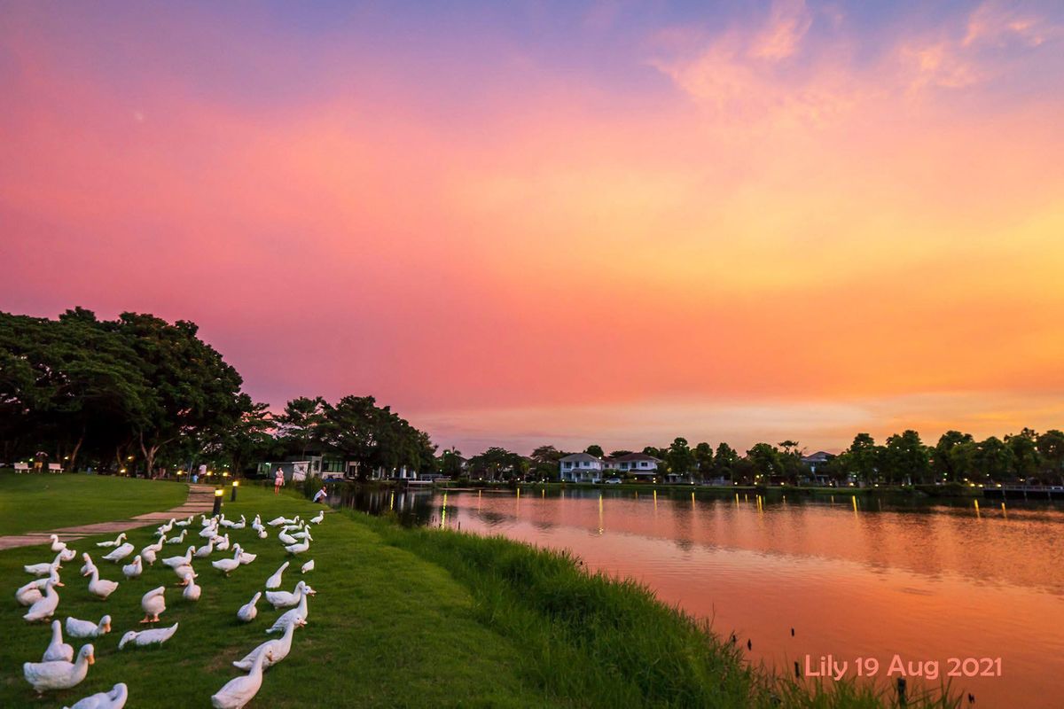 ให้เช่าบ้านสมุทรปราการ สำโรง : For rent, Single house Chalada Suvarnabhumi Village, usable area 230 sq m., has a swimming pool in the house, pets allowed, has a maid to clean every month.
