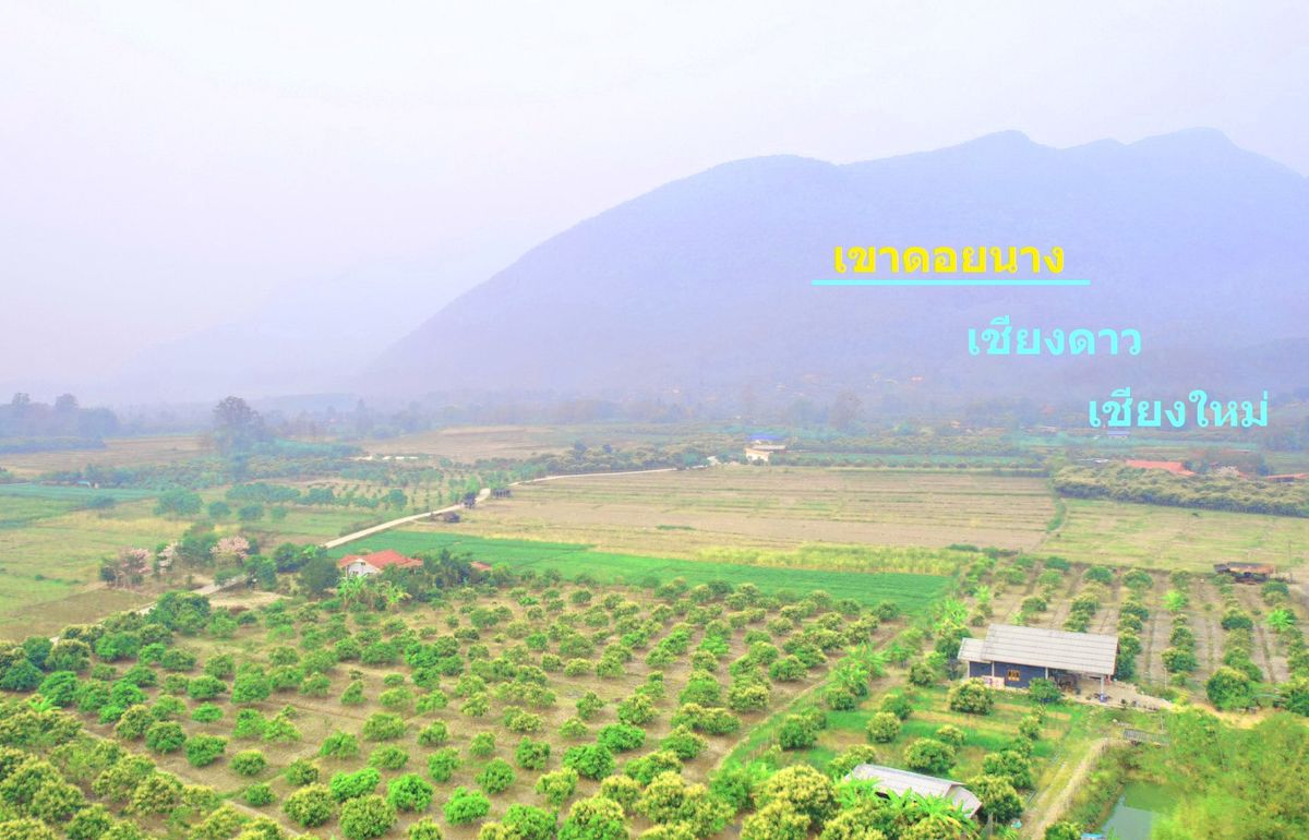 For SaleLandChiang Mai : Land with longan garden  Provincial Highway 1178, Mueang Ngai Subdistrict, Chiang Dao District, Chiang Mai Province