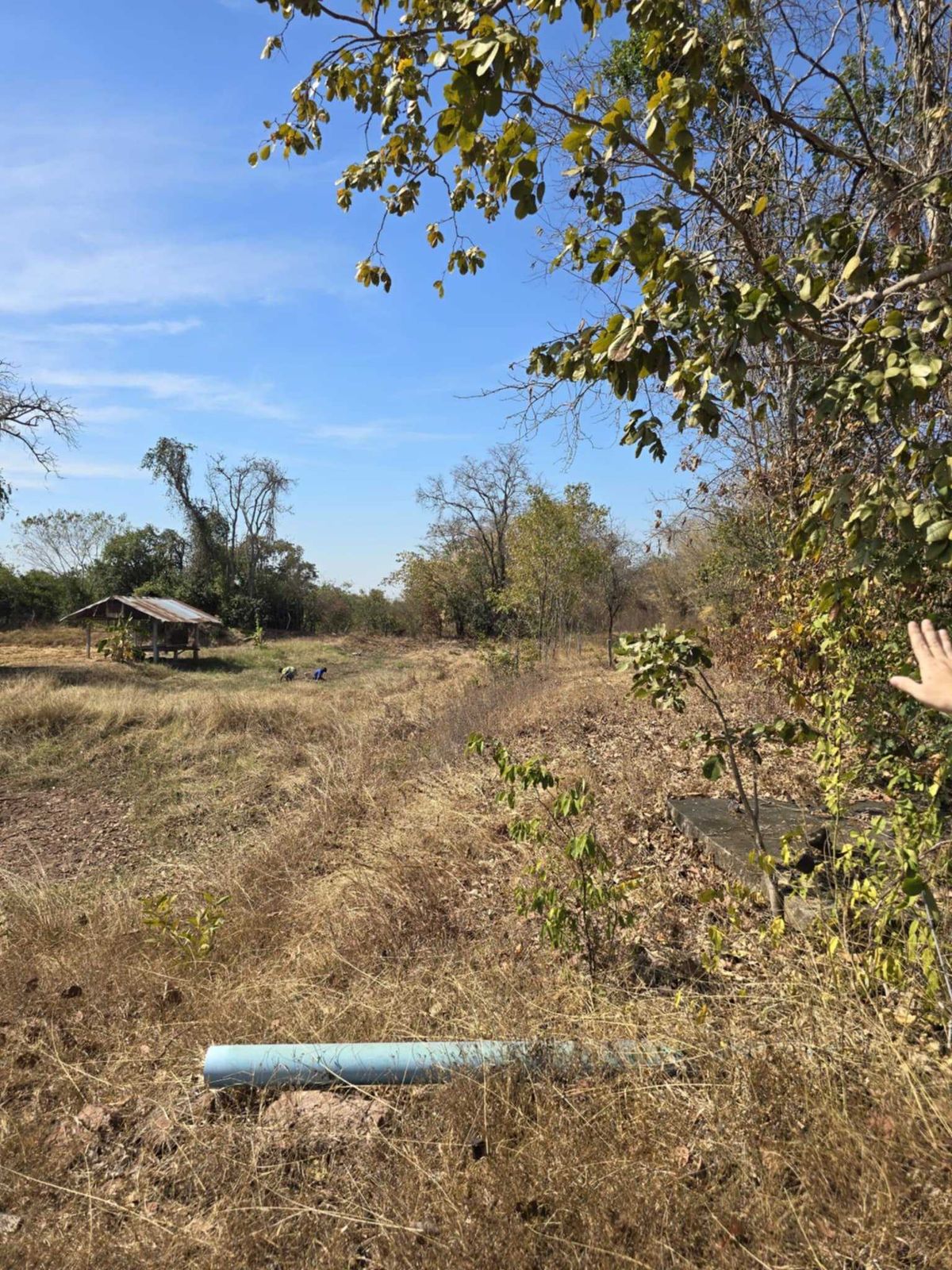 For SaleLandKhon Kaen : Land for sale in an area of ​​8 rai 1 ngan 2 square wah, near the city, convenient to travel.