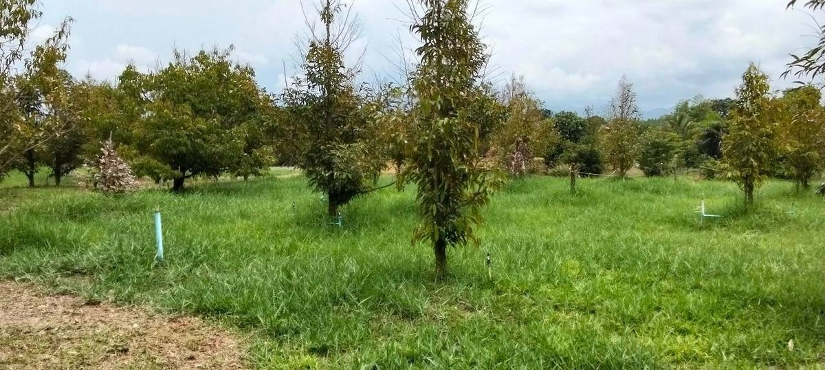 ขายบ้านจันทบุรี : ขายบ้านสวนแต่งสวย พร้อมสวน 7 ไร่ ดอนตาล