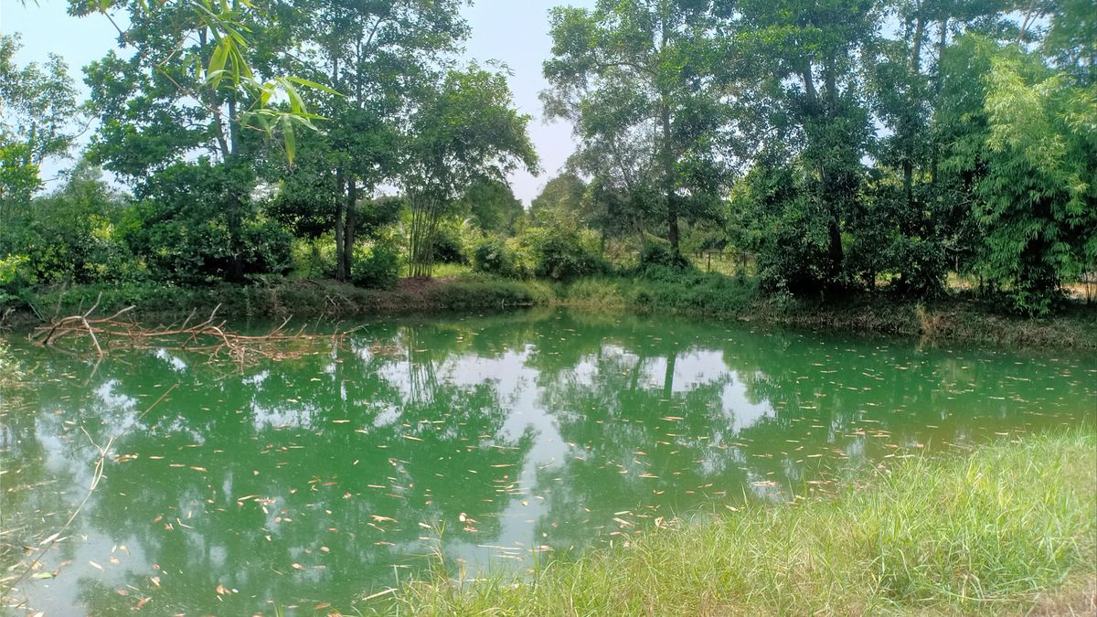 ขายบ้านจันทบุรี : ขายบ้านสวนแต่งสวย พร้อมสวน 7 ไร่ ดอนตาล