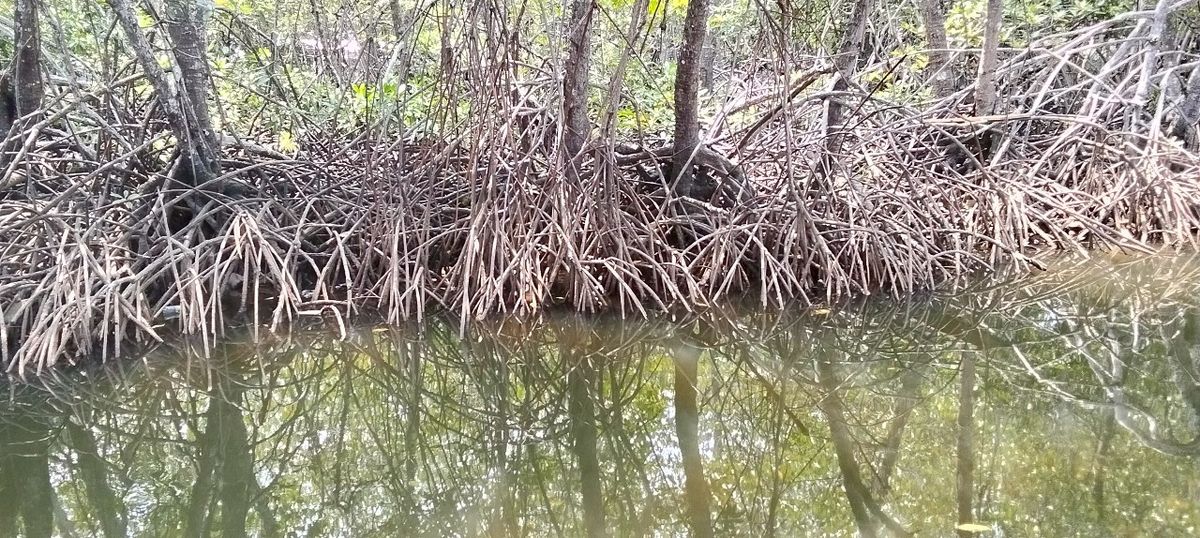 ขายบ้านจันทบุรี : ขายบ้านโบราณ กลางชุมชนหนองบัว จันทบุรี