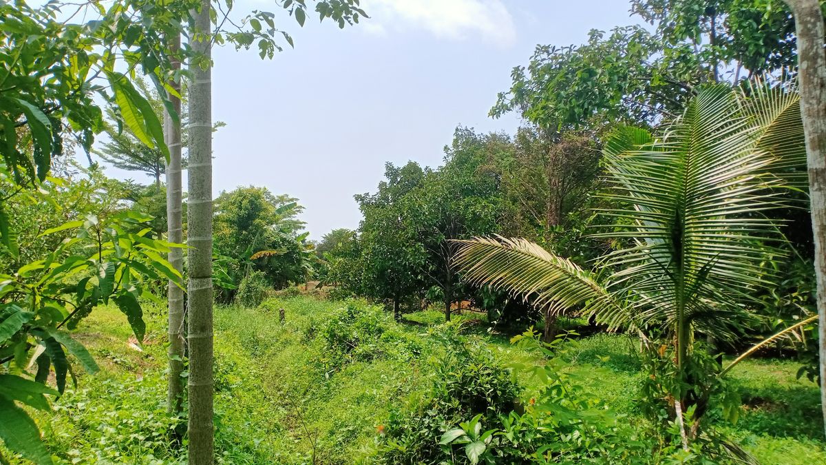 ขายบ้านจันทบุรี : ขายบ้านสวนแต่งสวย พร้อมสวน 7 ไร่ ดอนตาล