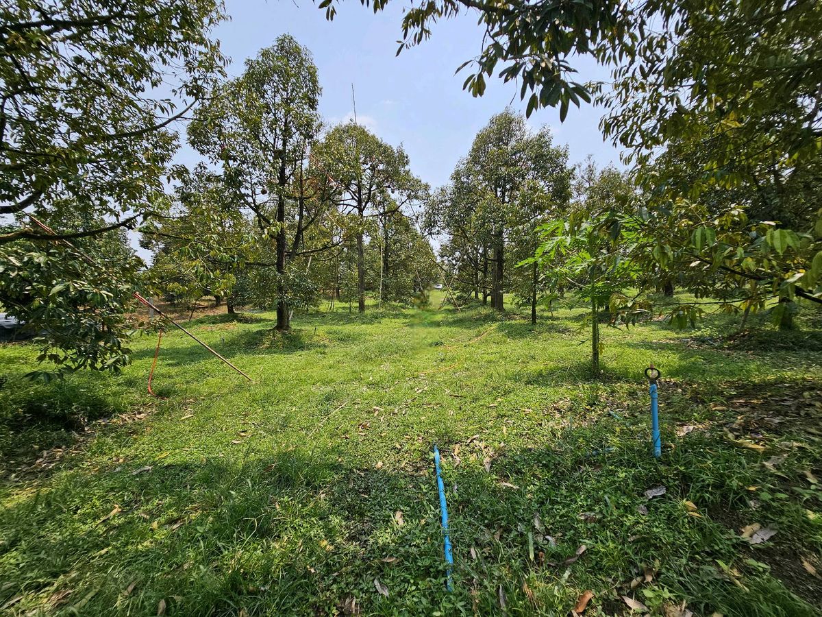 For SaleLandChanthaburi : Selling 7 rai of durian gardens and provides both plots.