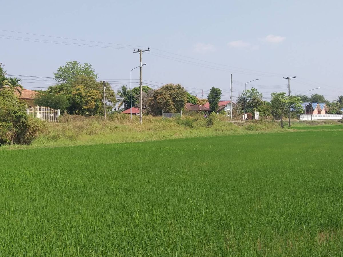 For SaleLandChaiyaphum : Urgent sale, Phu Khiao, Chaiyaphum, 4 rai, 56 meters wide, next to the road, only 400 meters from the road by Pass. Nong Tum, Phu Khiao District, Chaiyaphum