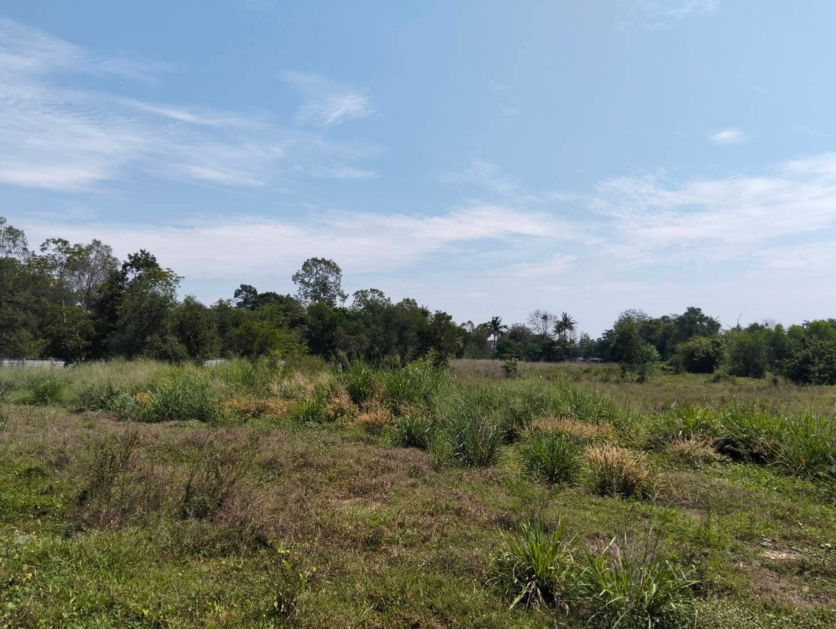 ขายที่ดินพัทยา บางแสน ชลบุรี สัตหีบ : ขายที่ดิน 10 ไร่ ติดถนนสาธารณะ เข้า-ออก สะดวก ต.ตะเคียนเตี้ย อ.บางละมุง จ.ชลบุรี