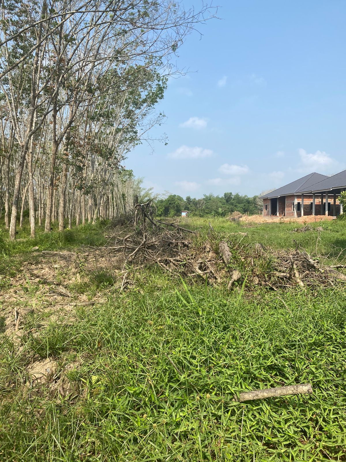 For SaleLandKoh Samui, Surat Thani : Land for sale in Thung Kong Kanchanadit Surat