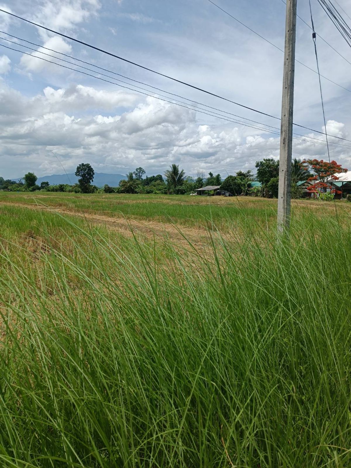 ขายที่ดินเชียงราย : == ขายด่วนที่ดินโฉนดครุฑแดงราคาพิเศษ  === พื้นที่กว้าง อำเภอ เวียงป่าเป้า จังหวัด เชียงราย