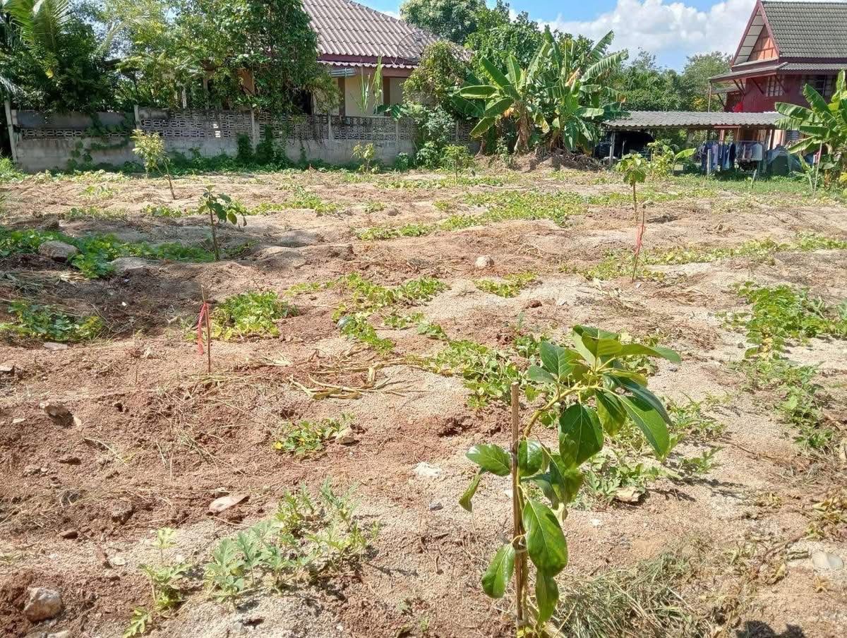 For SaleLandPak Chong KhaoYai : 🏞️ sell small plot of land, not flooding near Mittraphap Road, only 200 m near Pak Chong town  