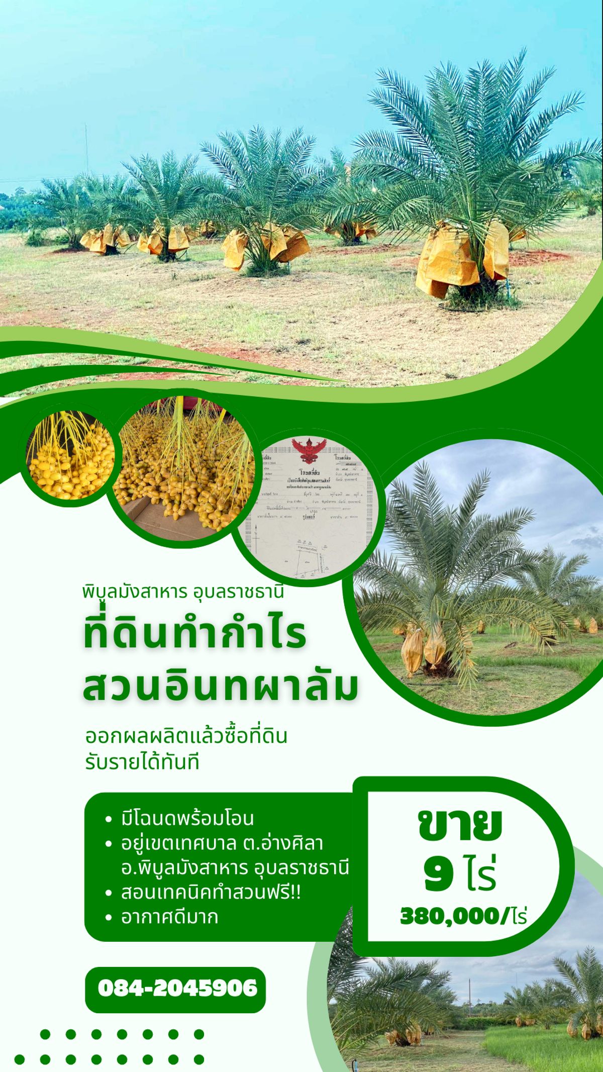 ขายที่ดินอุบลราชธานี : ขายที่ดินทำกำไร สวนอินทผาลัม ออกผลผลิตแล้ว