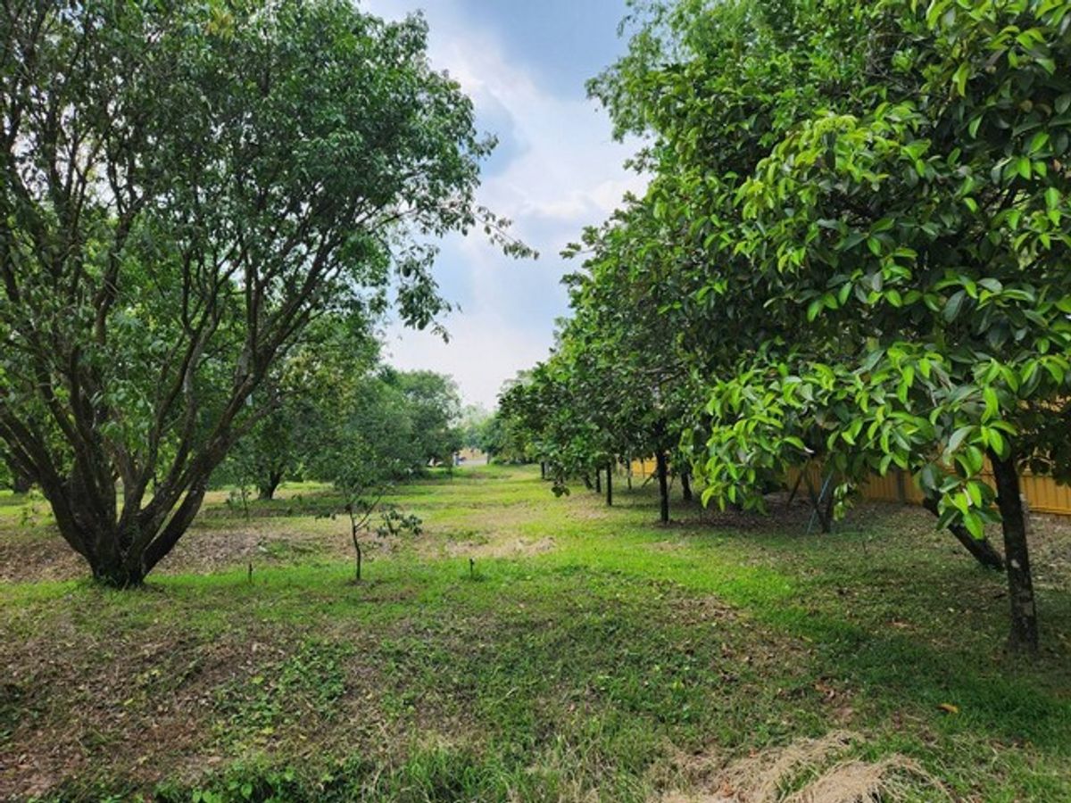 For SaleLandNakhon Nayok : Selected orchards Along with the standard agricultural park management system with GI, the province is 14-3-74 rai. Muang District, Nakhon Nayok Province