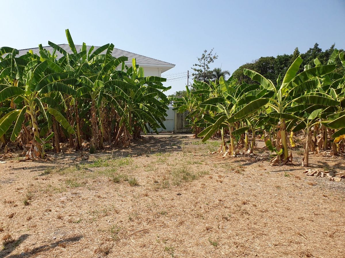For SaleLandPattanakan, Srinakarin : 📣 Sale #Khur Krungthep Kreetha, beautiful plot 799 sq.w. ✨️, Laem Thong athlete village, 30 intersection 1-1