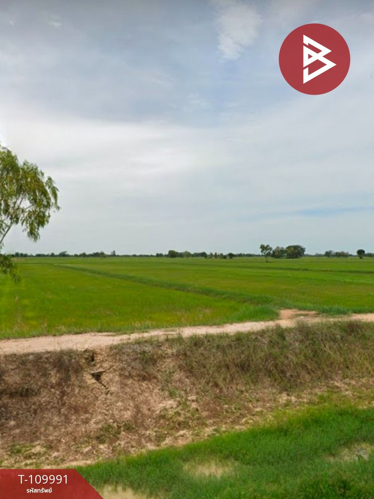 ขายที่ดินโคราช นครราชสีมา : ขายที่ดิน เนื้อที่ 14 ไร่ 22 ตร.วา เมืองยาง นครราชสีมา