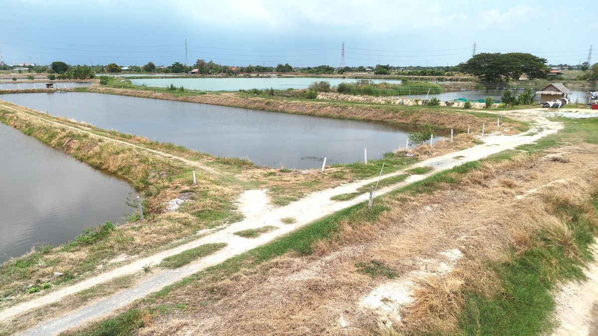 ขายที่ดินฉะเชิงเทรา : ขาย บ่อกุ้ง บ้านโพธิ์ ฉะเชิงเทรา ใกล้ มินิ มูร่าฟาร์ม ตร.ว.ละ 1,500 บาท