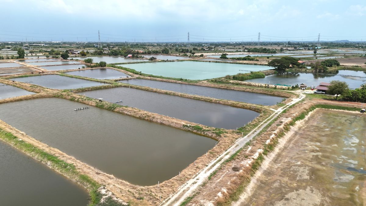 ขายที่ดินฉะเชิงเทรา : ขาย บ่อกุ้ง บ้านโพธิ์ ฉะเชิงเทรา ใกล้ มินิ มูร่าฟาร์ม ตร.ว.ละ 1,500 บาท