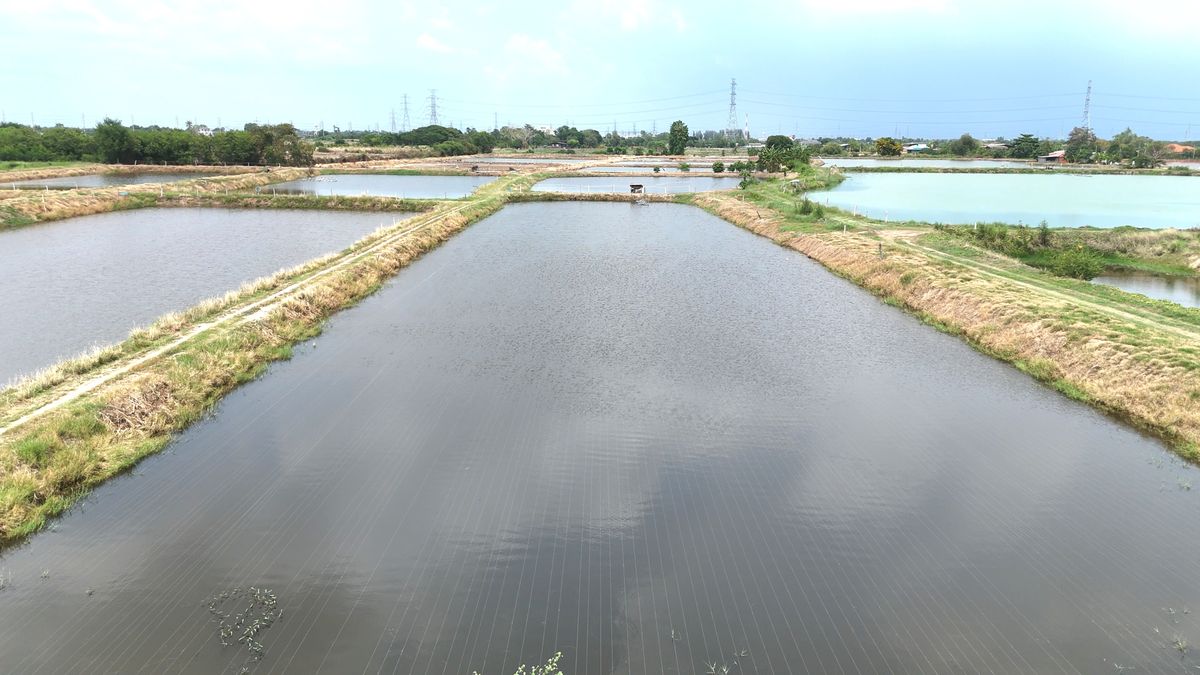 ขายที่ดินฉะเชิงเทรา : ขาย บ่อกุ้ง บ้านโพธิ์ ฉะเชิงเทรา ใกล้ มินิ มูร่าฟาร์ม ตร.ว.ละ 1,500 บาท