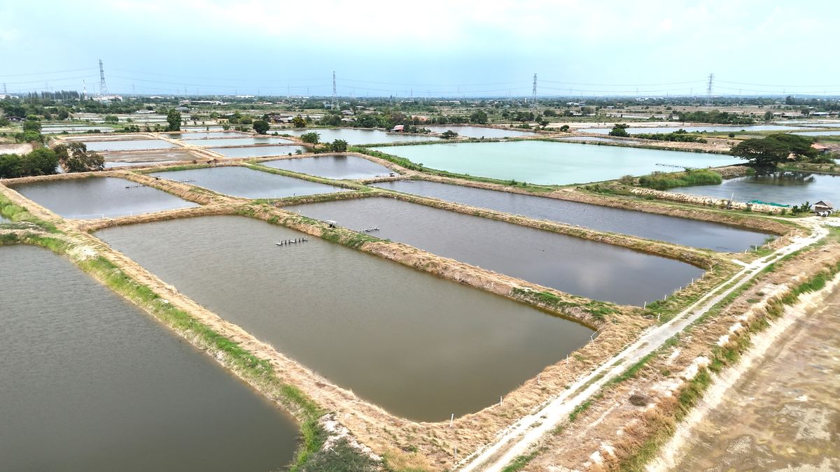 ขายที่ดินฉะเชิงเทรา : ขาย บ่อกุ้ง บ้านโพธิ์ ฉะเชิงเทรา ใกล้ มินิ มูร่าฟาร์ม ตร.ว.ละ 1,500 บาท