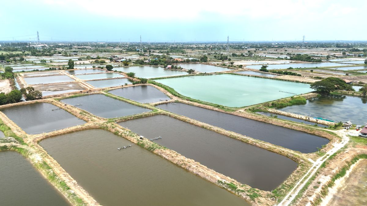 ขายที่ดินฉะเชิงเทรา : ขาย บ่อกุ้ง บ้านโพธิ์ ฉะเชิงเทรา ใกล้ มินิ มูร่าฟาร์ม ตร.ว.ละ 1,500 บาท