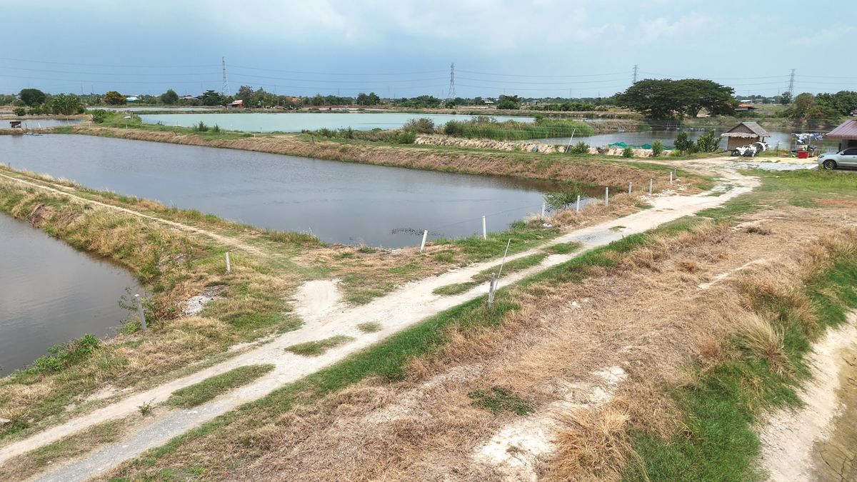 ขายที่ดินฉะเชิงเทรา : ขาย บ่อกุ้ง บ้านโพธิ์ ฉะเชิงเทรา ใกล้ มินิ มูร่าฟาร์ม ตร.ว.ละ 1,500 บาท