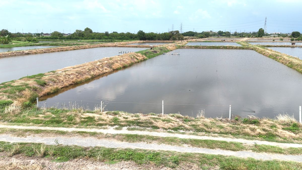 ขายที่ดินฉะเชิงเทรา : ขาย บ่อกุ้ง บ้านโพธิ์ ฉะเชิงเทรา ใกล้ มินิ มูร่าฟาร์ม ตร.ว.ละ 1,500 บาท