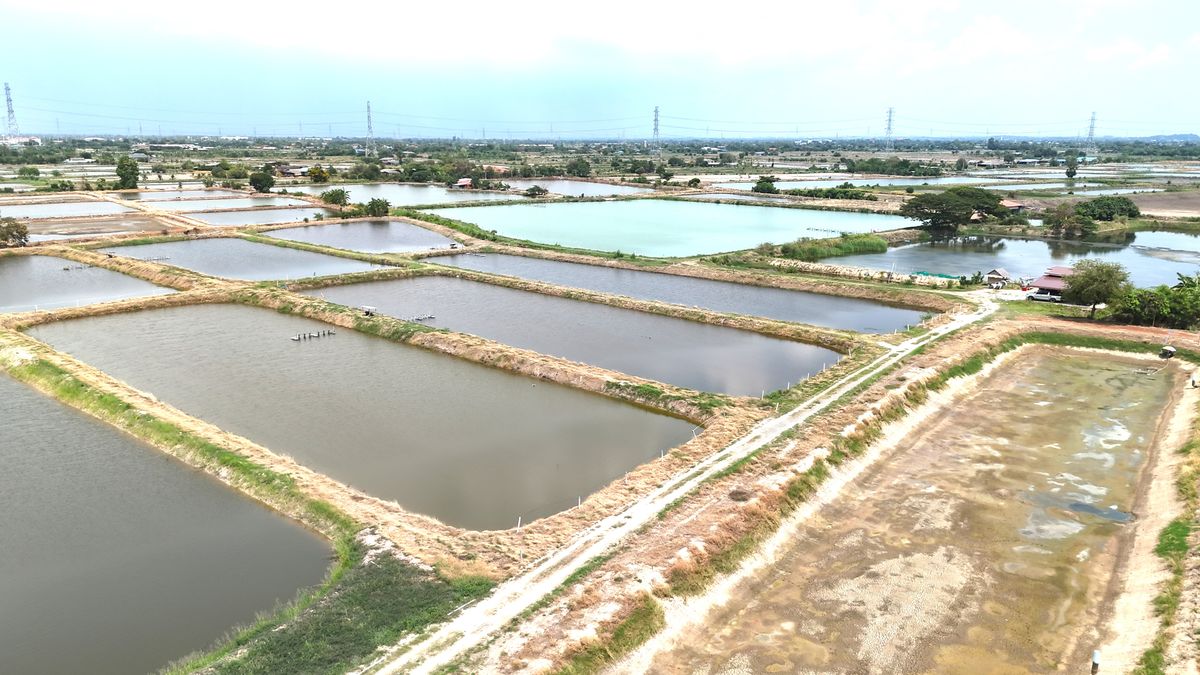 ขายที่ดินฉะเชิงเทรา : ขาย บ่อกุ้ง บ้านโพธิ์ ฉะเชิงเทรา ใกล้ มินิ มูร่าฟาร์ม ตร.ว.ละ 1,500 บาท