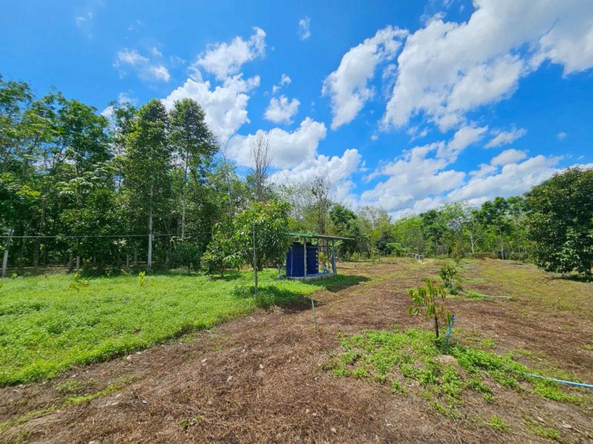 For SaleLandNakhon Si Thammarat : Land for sale 3-3-45 rai. Mountain views with orchards. The way to Kiriwong Thom Village.