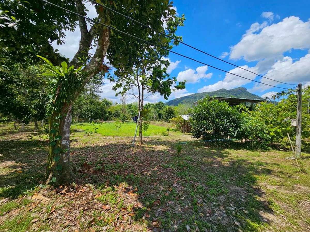 For SaleLandNakhon Si Thammarat : Land for sale 3-3-45 rai. Mountain views with orchards. The way to Kiriwong Thom Village.