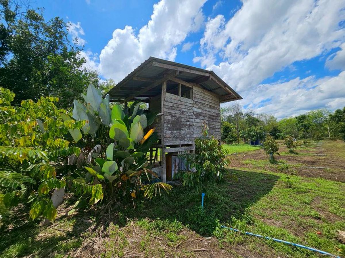For SaleLandNakhon Si Thammarat : Land for sale 3-3-45 rai. Mountain views with orchards. The way to Kiriwong Thom Village.