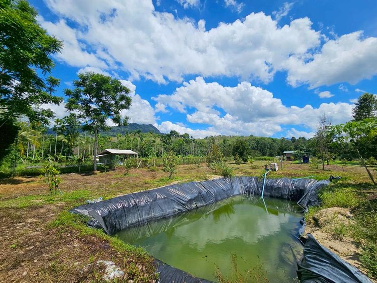 For SaleLandNakhon Si Thammarat : Land for sale 3-3-45 rai. Mountain views with orchards. The way to Kiriwong Thom Village.