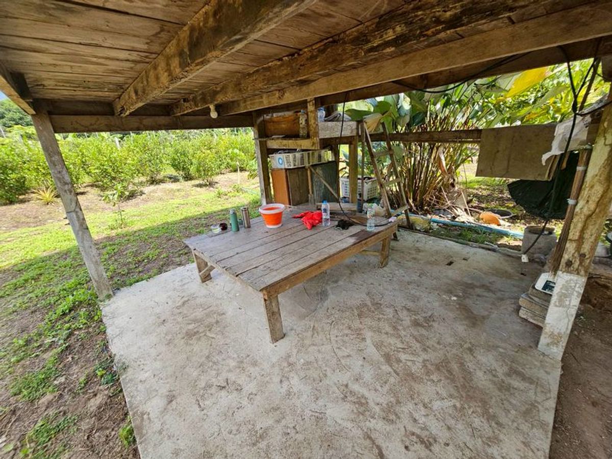 For SaleLandNakhon Si Thammarat : Land for sale 3-3-45 rai. Mountain views with orchards. The way to Kiriwong Thom Village.