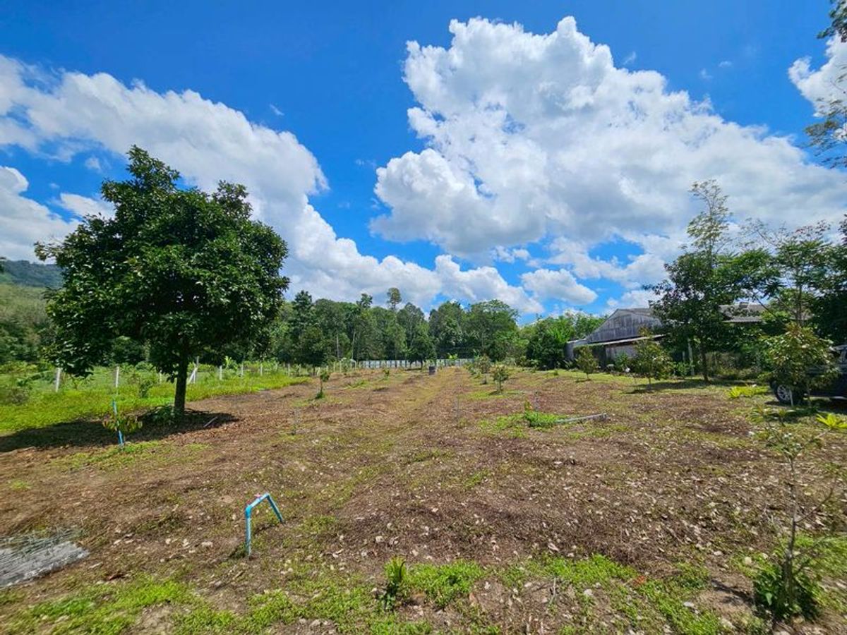 For SaleLandNakhon Si Thammarat : Land for sale 3-3-45 rai. Mountain views with orchards. The way to Kiriwong Thom Village.