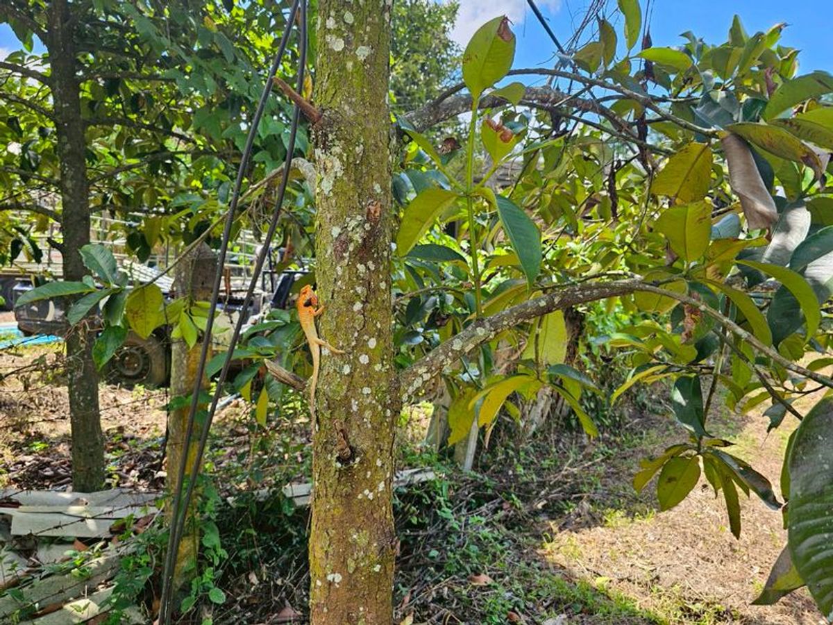 For SaleLandNakhon Si Thammarat : Land for sale 3-3-45 rai. Mountain views with orchards. The way to Kiriwong Thom Village.