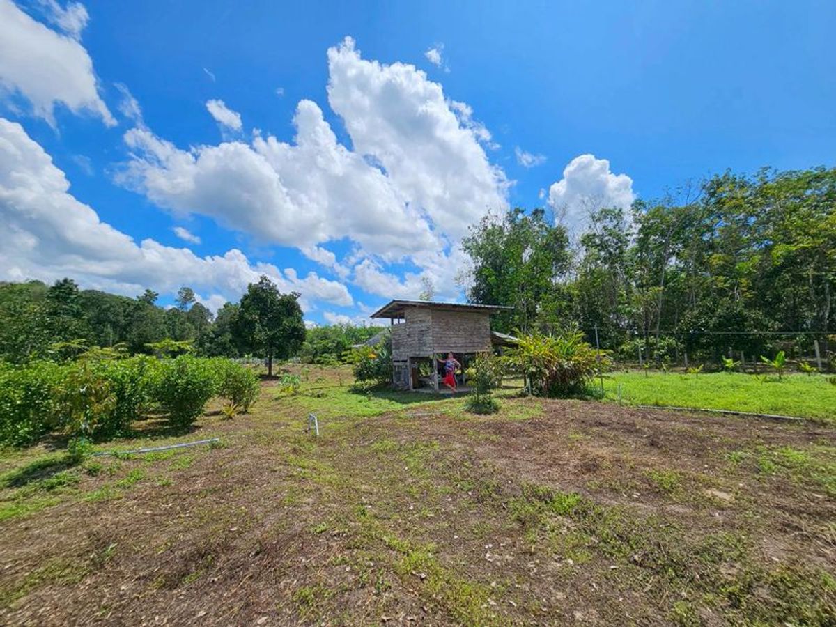 For SaleLandNakhon Si Thammarat : Land for sale 3-3-45 rai. Mountain views with orchards. The way to Kiriwong Thom Village.