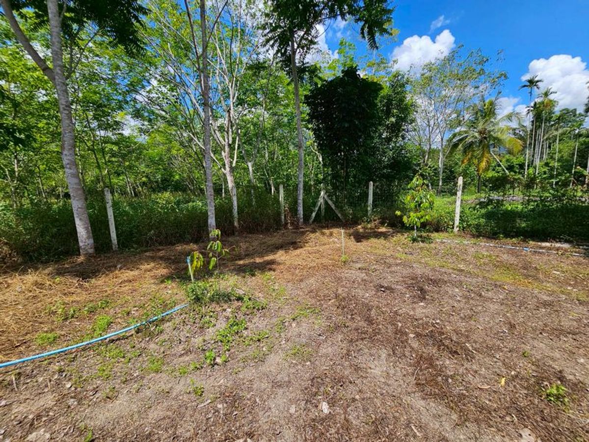 For SaleLandNakhon Si Thammarat : Land for sale 3-3-45 rai. Mountain views with orchards. The way to Kiriwong Thom Village.