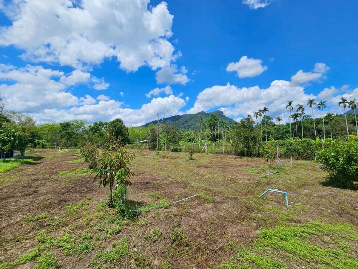 For SaleLandNakhon Si Thammarat : Land for sale 3-3-45 rai. Mountain views with orchards. The way to Kiriwong Thom Village.