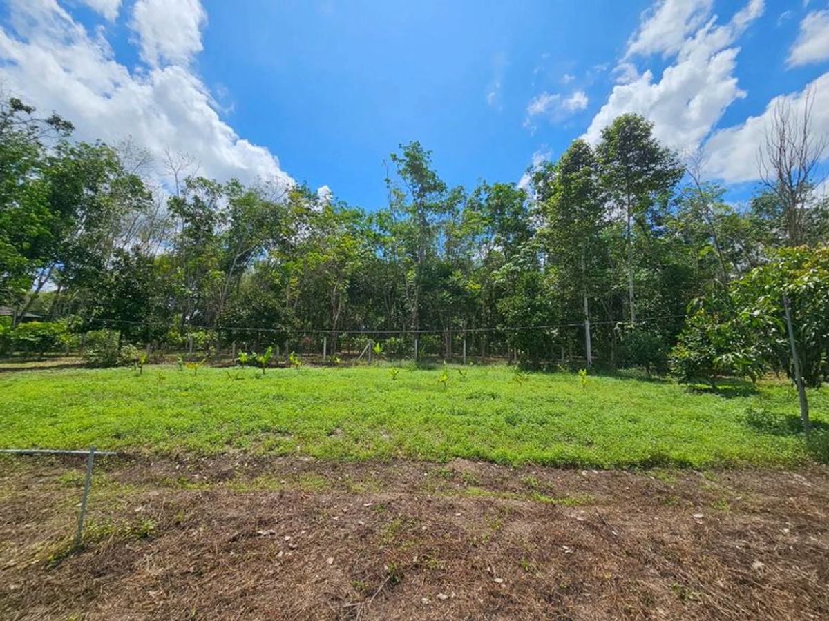 For SaleLandNakhon Si Thammarat : Land for sale 3-3-45 rai. Mountain views with orchards. The way to Kiriwong Thom Village.