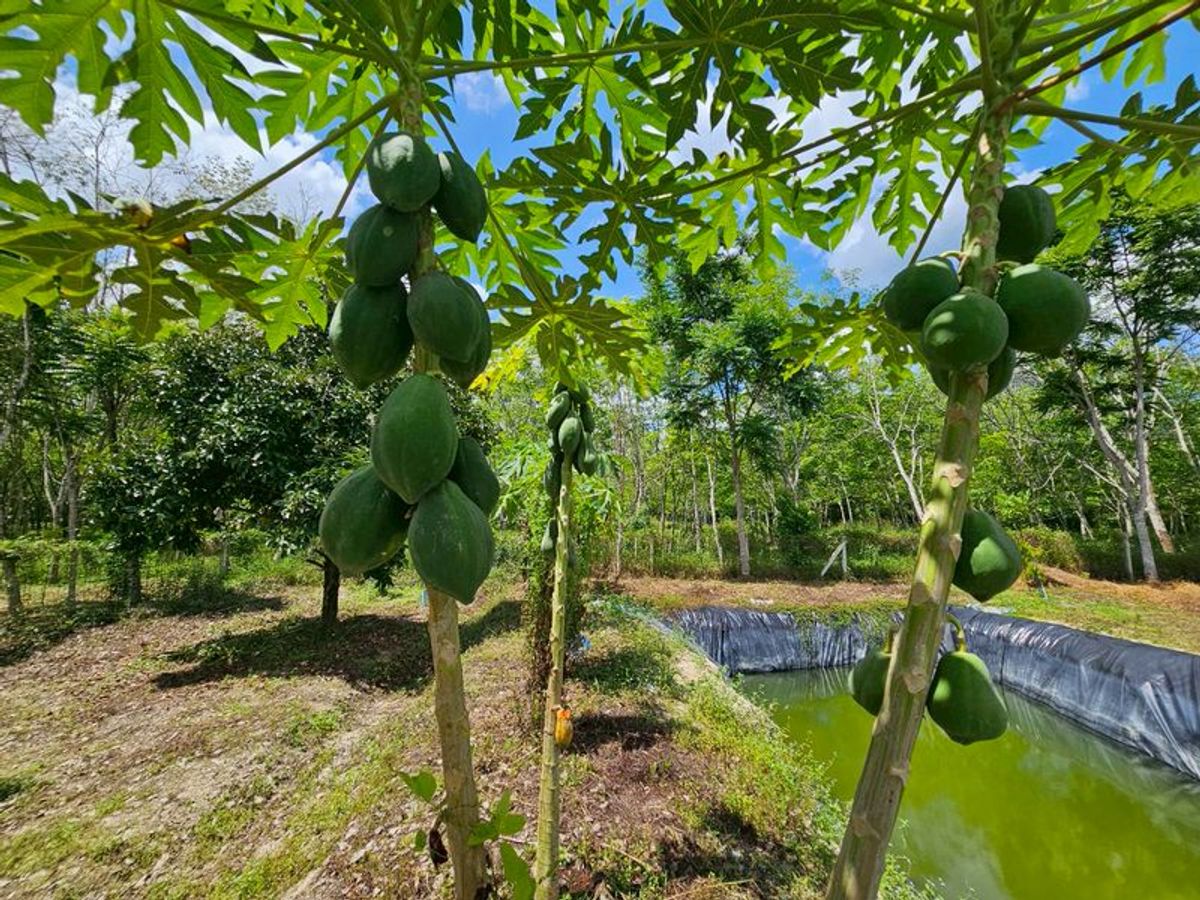 For SaleLandNakhon Si Thammarat : Land for sale 3-3-45 rai. Mountain views with orchards. The way to Kiriwong Thom Village.
