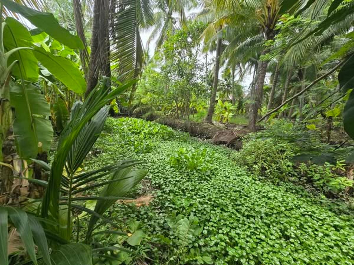 For SaleLandSamut Songkhram : Experience the charm of the real canal life. With a beautiful plot of land next to “Khlong Yai Phaeng“, Bang Khonthi District, Samut Songkhram Province