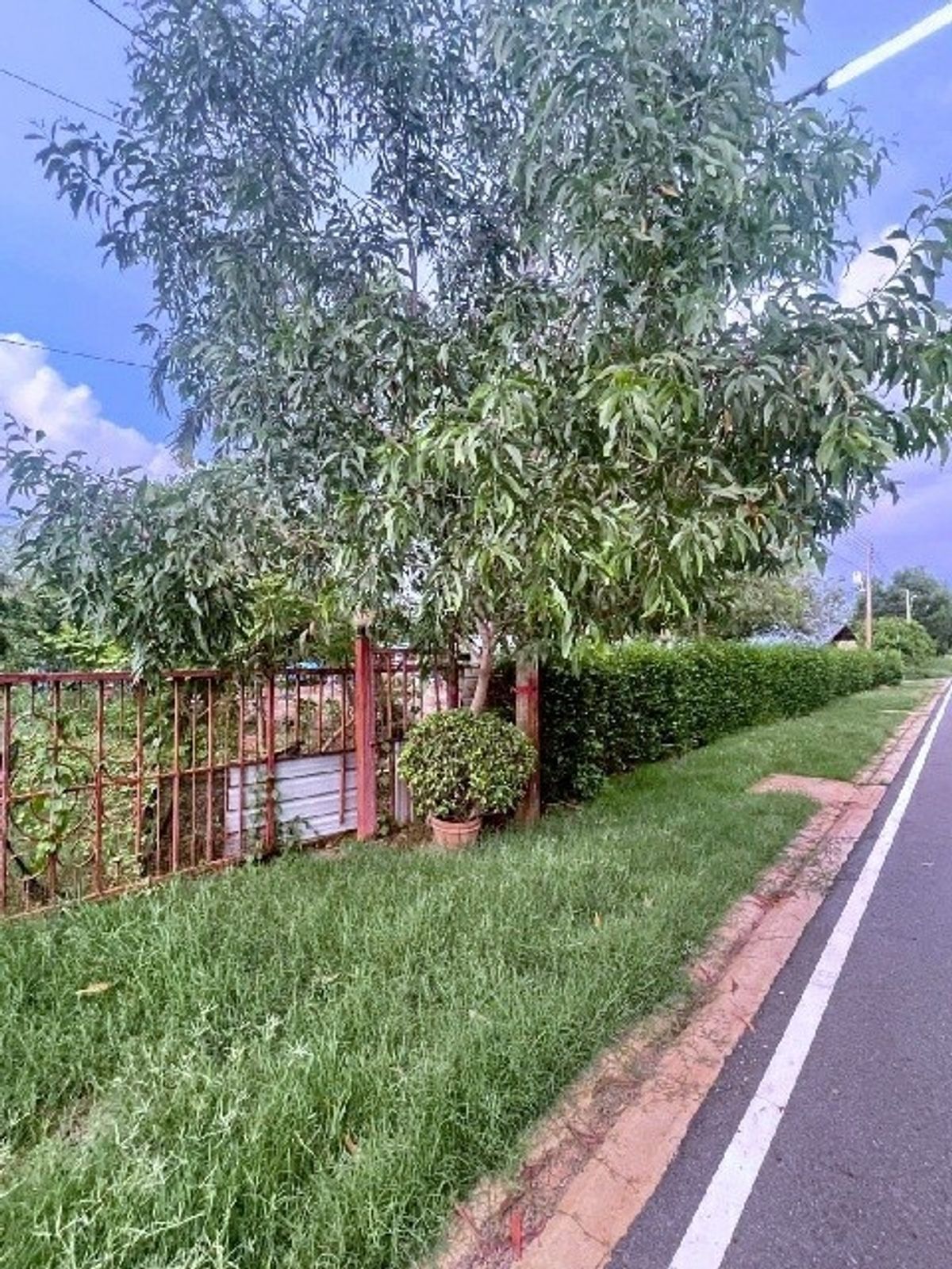 For SaleLandPathum Thani,Rangsit, Thammasat : Land for sale in Nong Suea 250 sq.w., hurry to use the money of Wat Prasitwet 4.2 km next to the public road, asphalt, Rangsit-Nakhon Nayok Road, Khlong 14-15, Pathum Thani