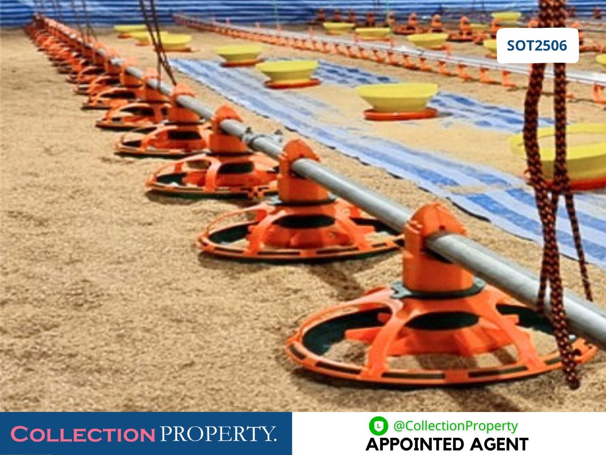 For SaleFactoryPrachin Buri : 🔥 For Sale: Newly Built Closed-System Broiler Chicken Farm – Ready to Operate