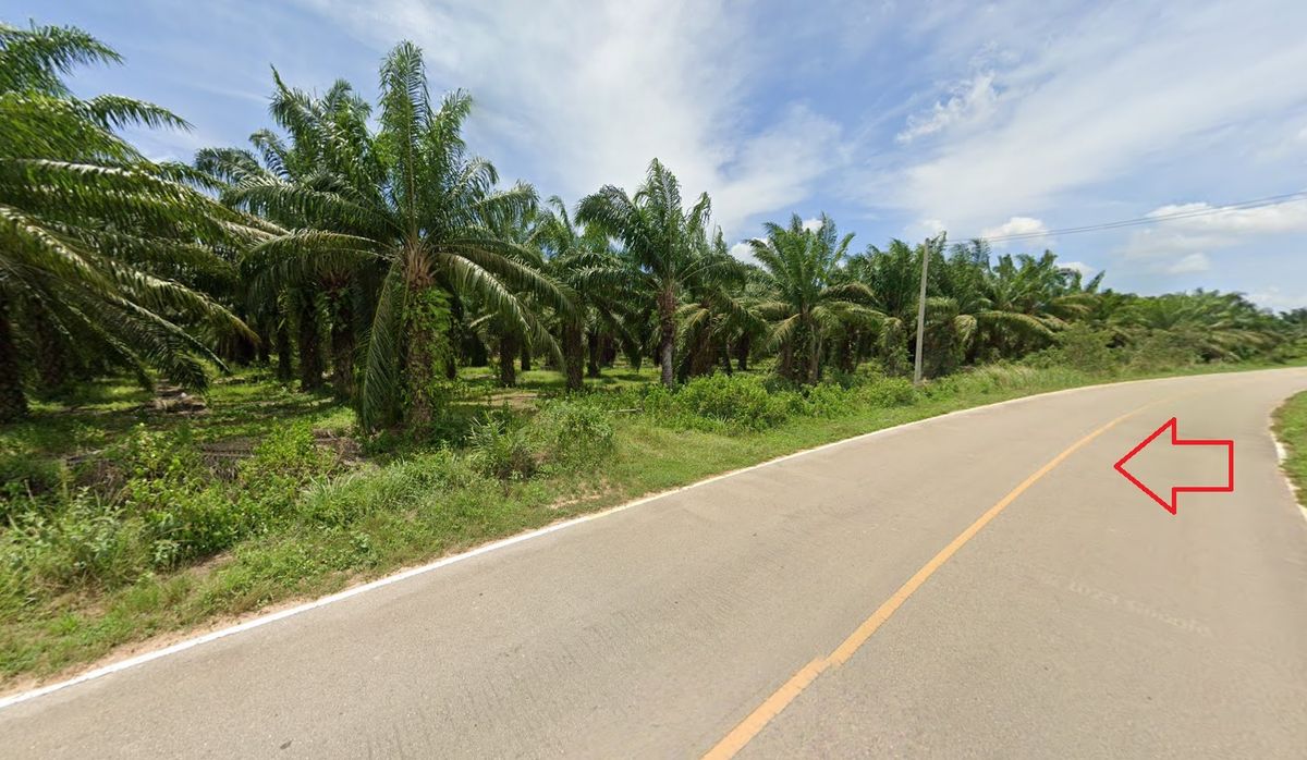 For SaleLandKoh Samui, Surat Thani : Land for sale, palm plantation, 39 rai, 3 km away from Tha Chang District Office, Surat Thani