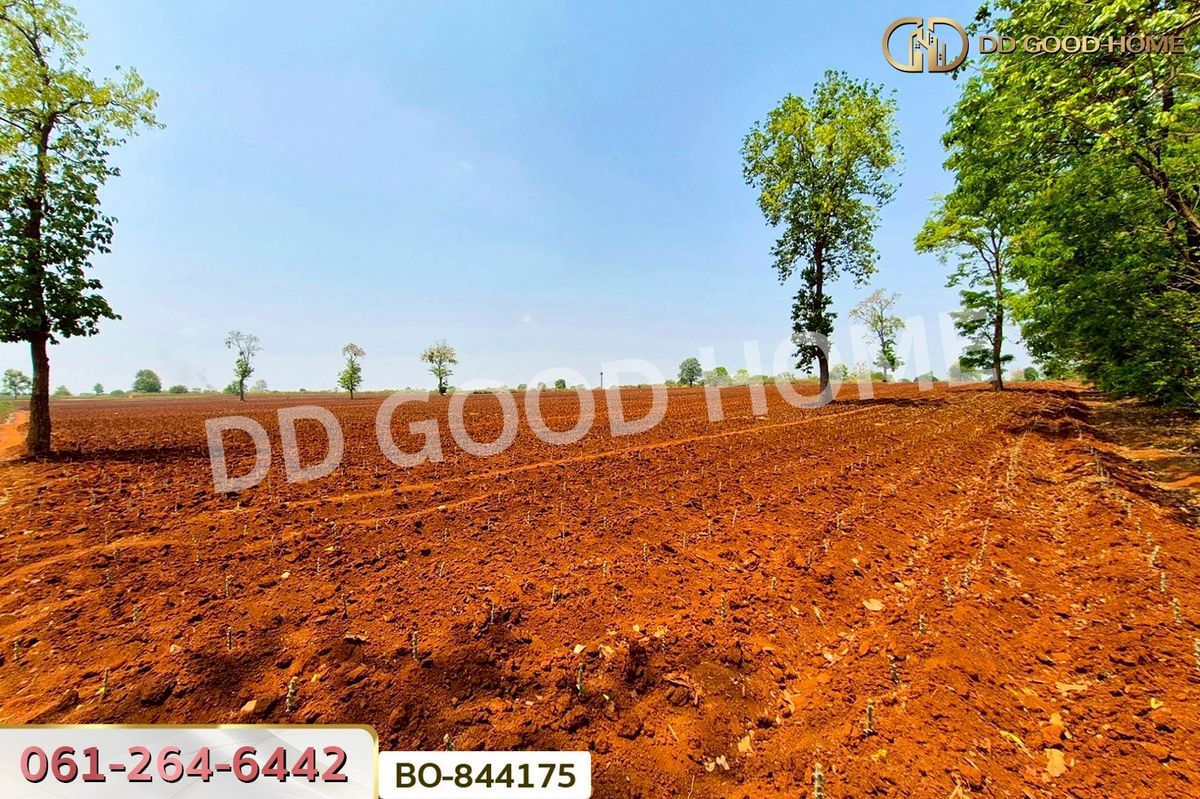 ขายที่ดินโคราช นครราชสีมา : BO-844175 ที่ดินหนองบุญมาก 66 ไร่ 259 ตร.ว. นครราชสีมา ใกล้โรงพยาบาลหนองบุญมาก